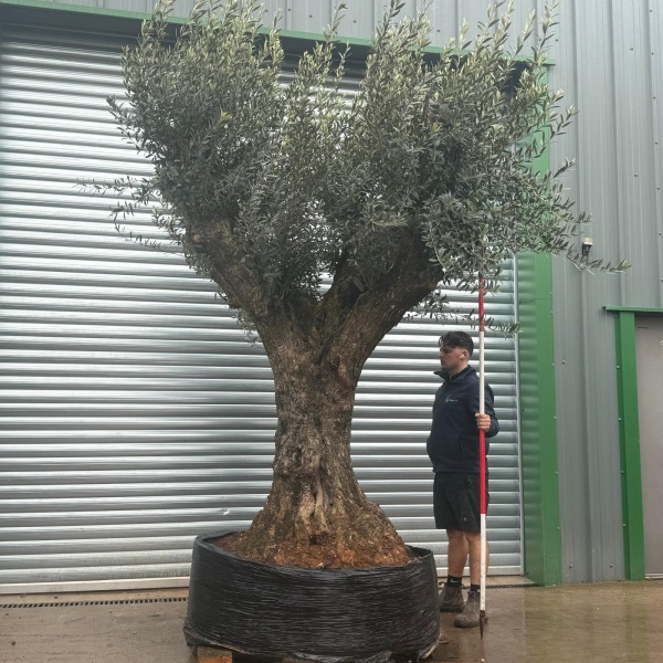 Olive Trees | Ancient Olive Tree | 22261