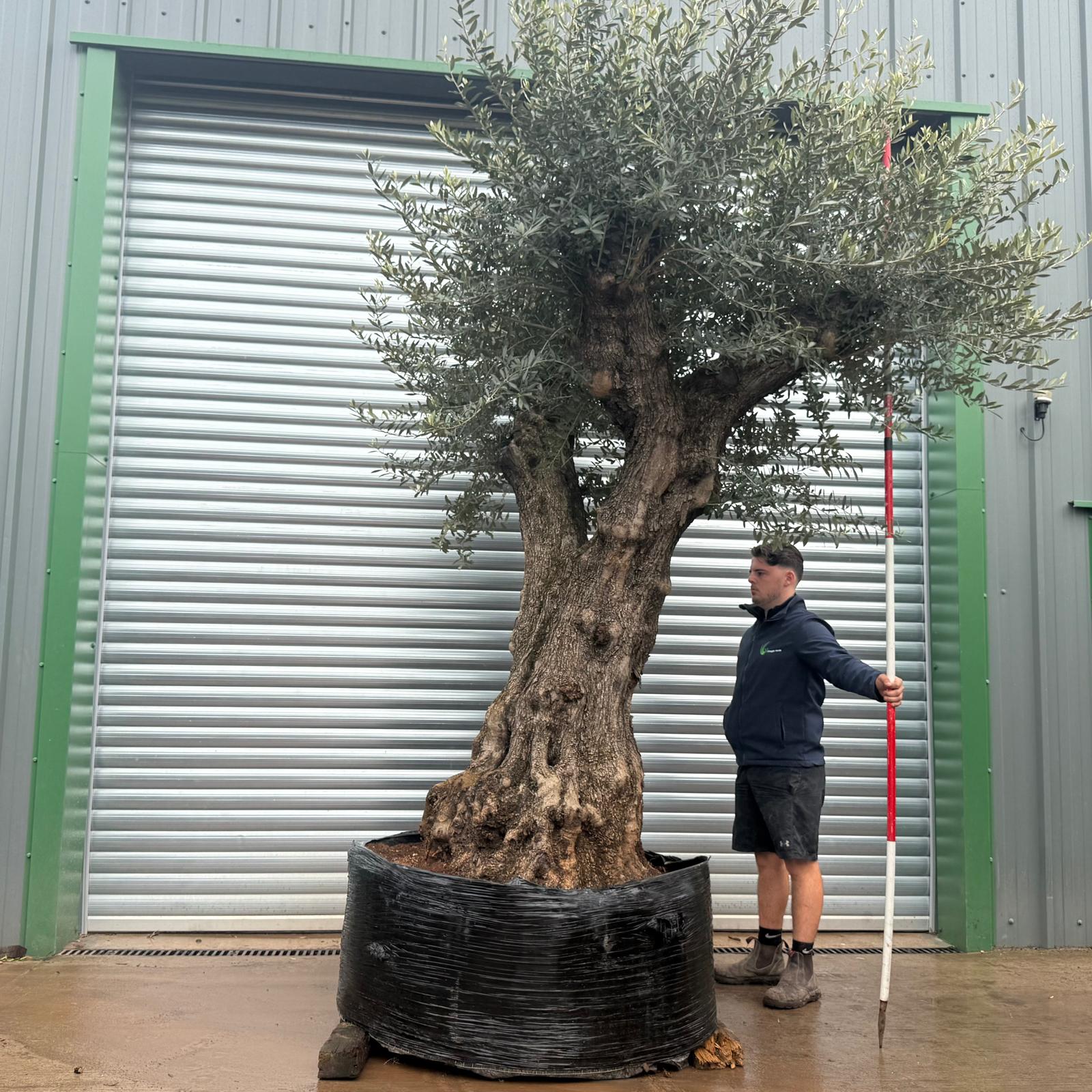 Olive Trees | Ancient Olive Tree | 22262