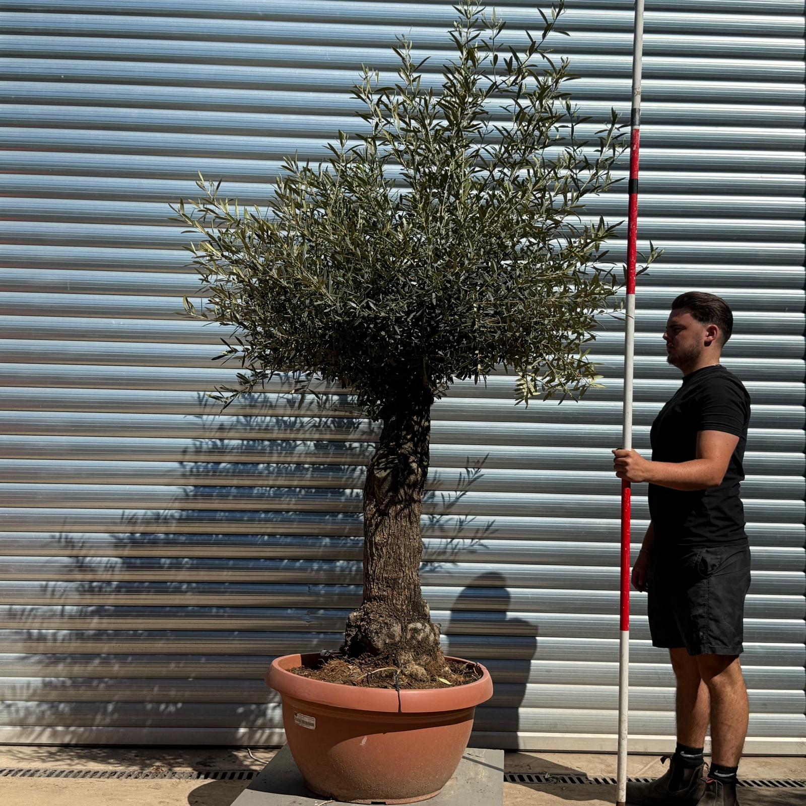 Olive Trees | Gnarly Olive Trees | 22263