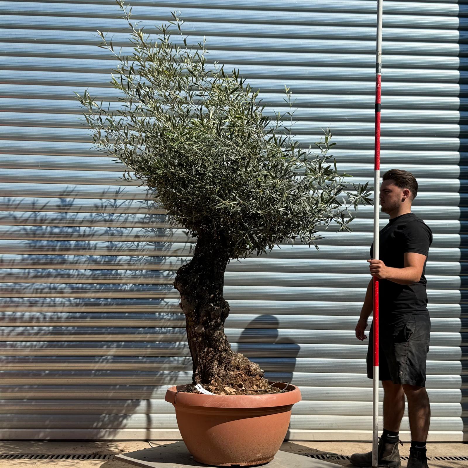 Olive Trees | Gnarly Olive Trees | 22264