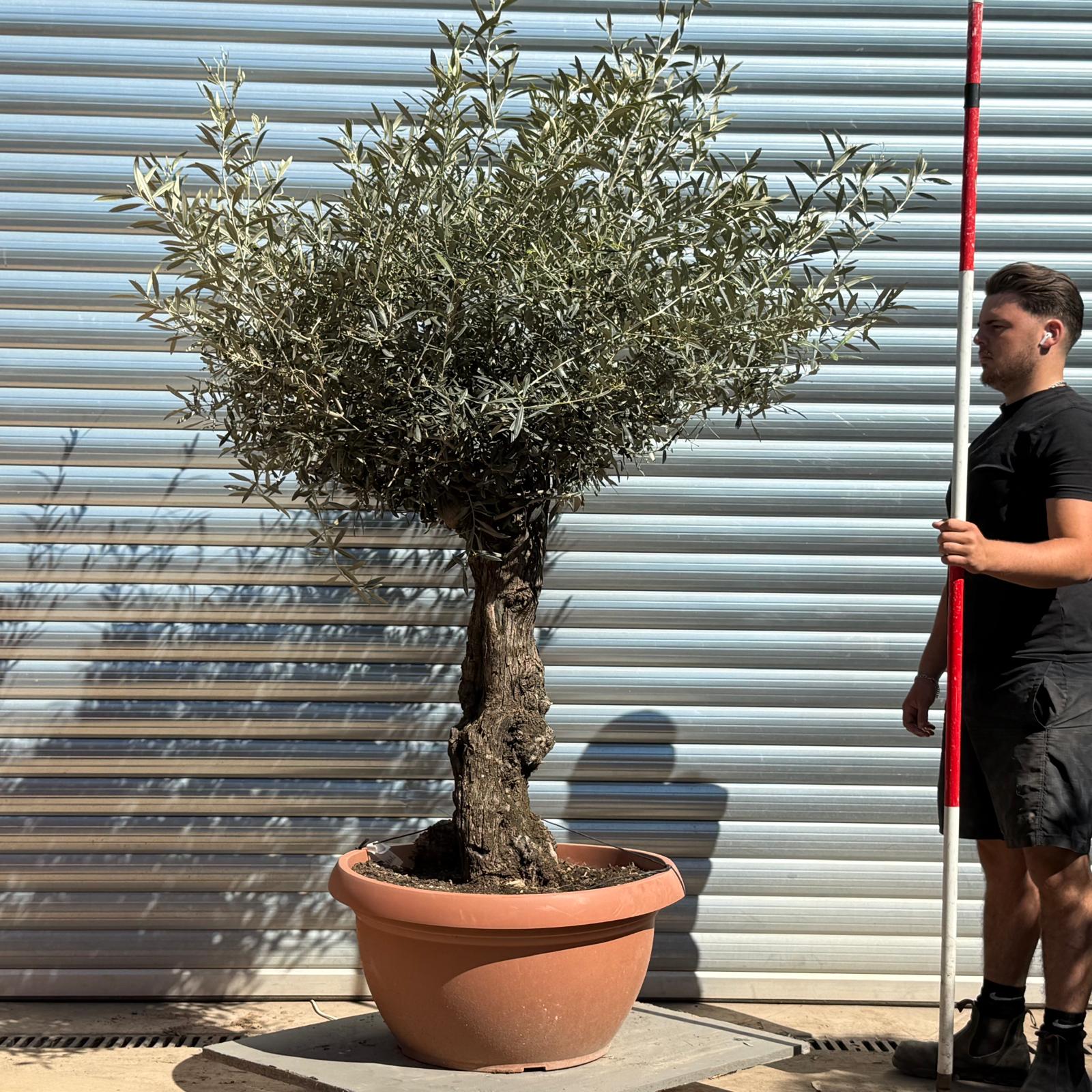 Olive Trees | Gnarly Olive Trees | 22265