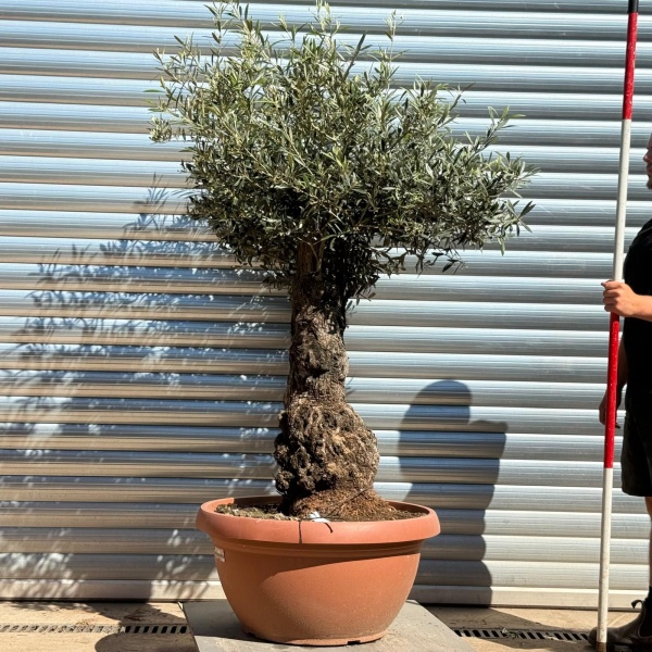 Olive Trees | Gnarly Olive Trees | 22266