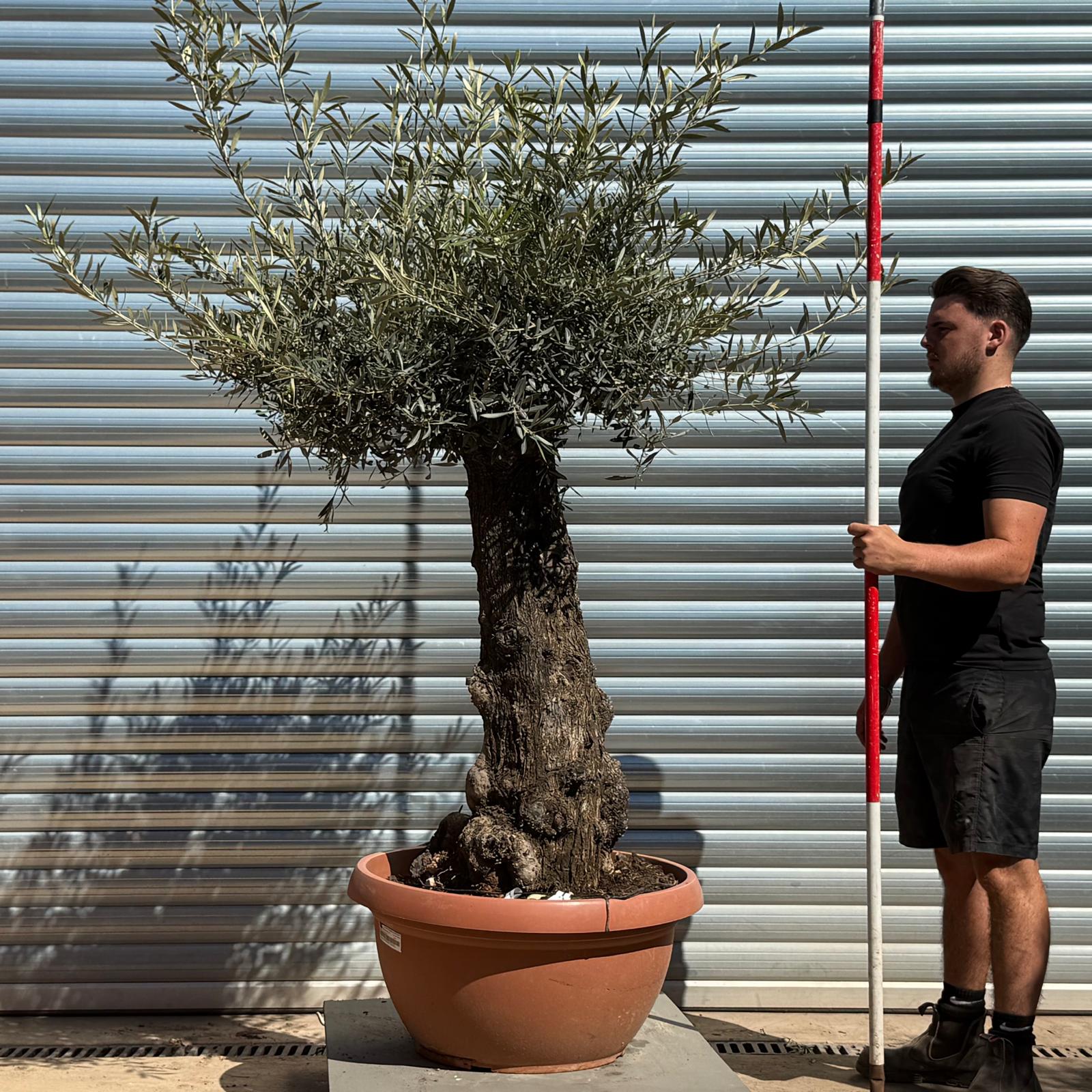 Olive Trees | Gnarly Olive Trees | 22267