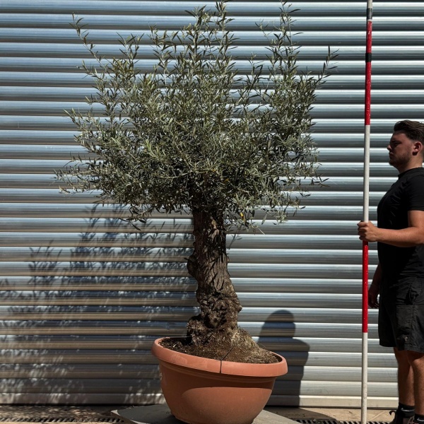 Olive Trees | Gnarly Olive Trees | 22268