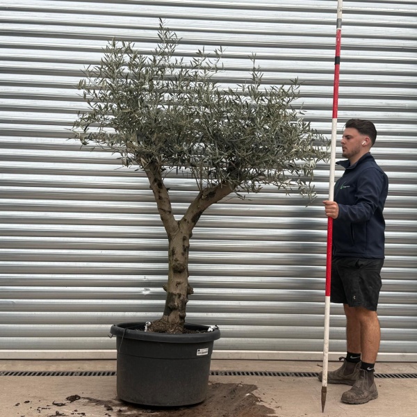 Olive Trees | Branched Olive Trees | 22228