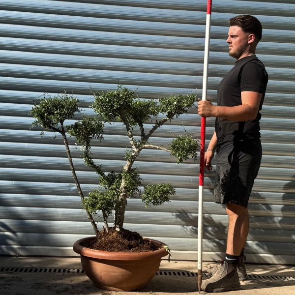 Olive Trees | Cloud Olive Trees | Multi Stem 22293