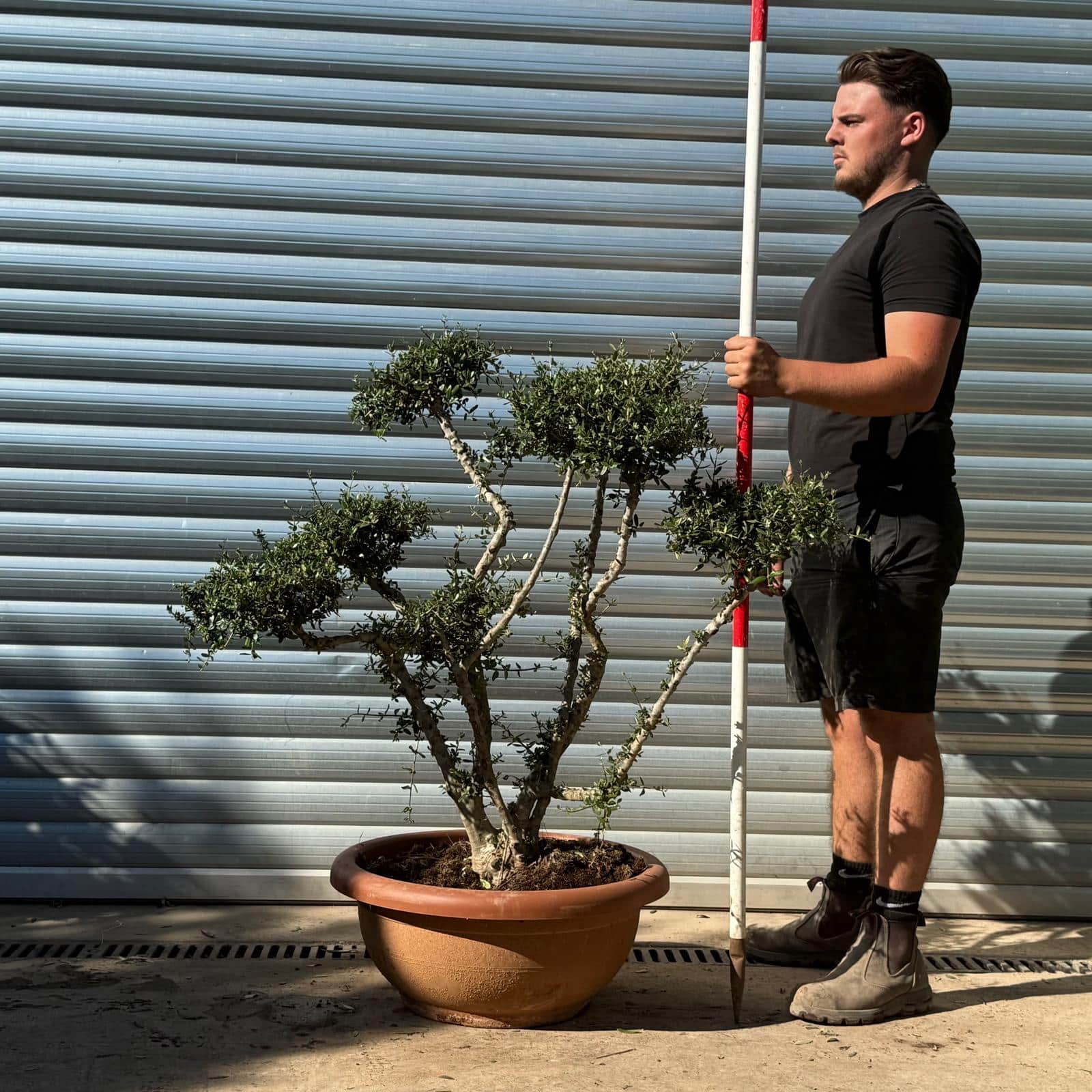 Olive Trees | Cloud Olive Trees | Multi Stem 22294