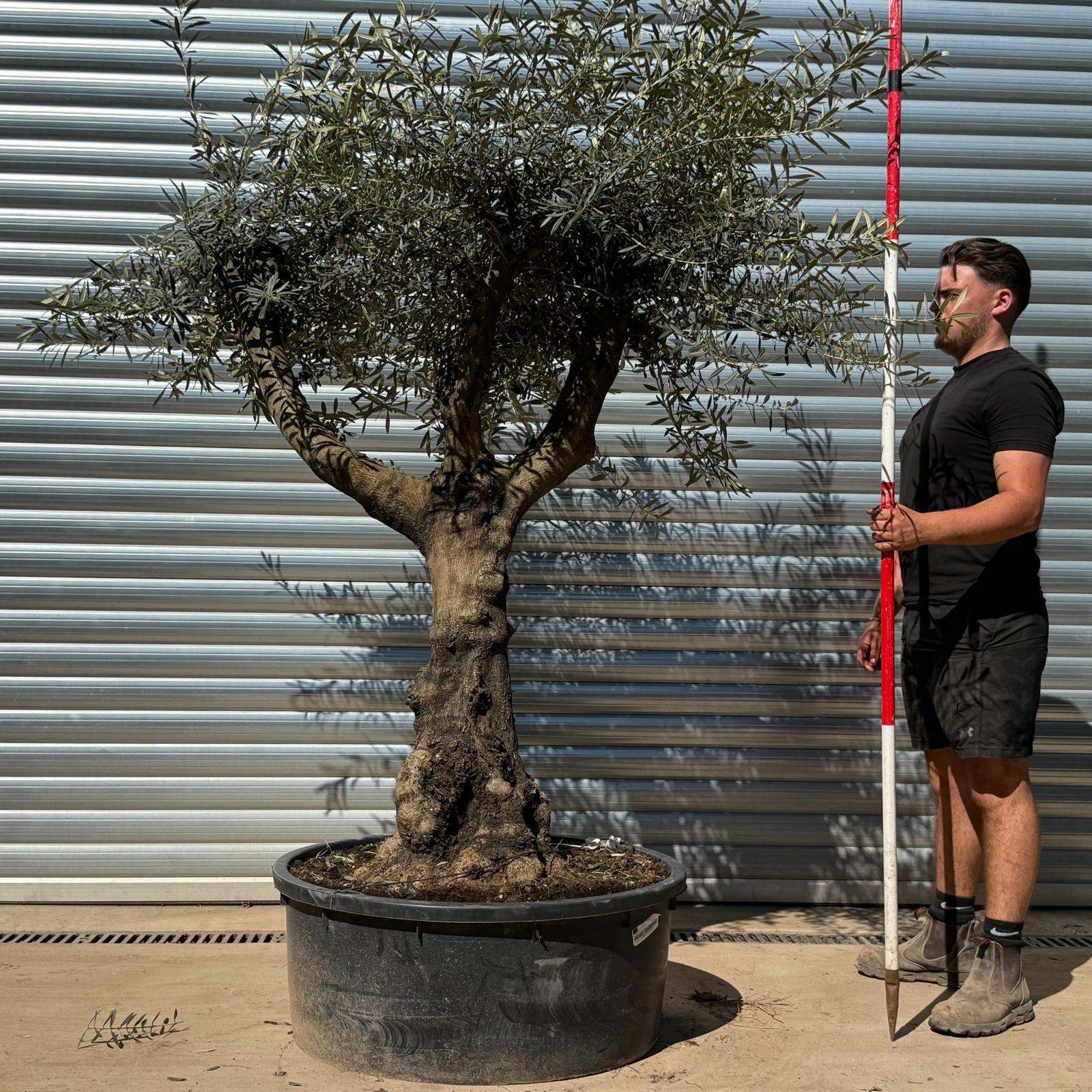 Olive Trees | Branched Olive Trees | 22296