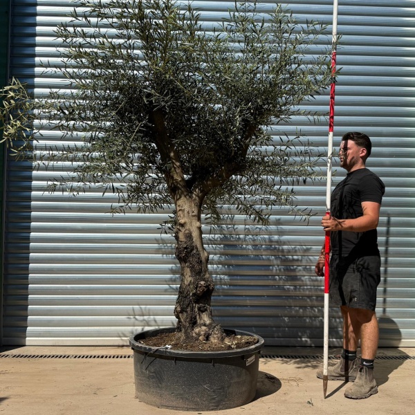 Olive Trees | Branched Olive Trees | 22297