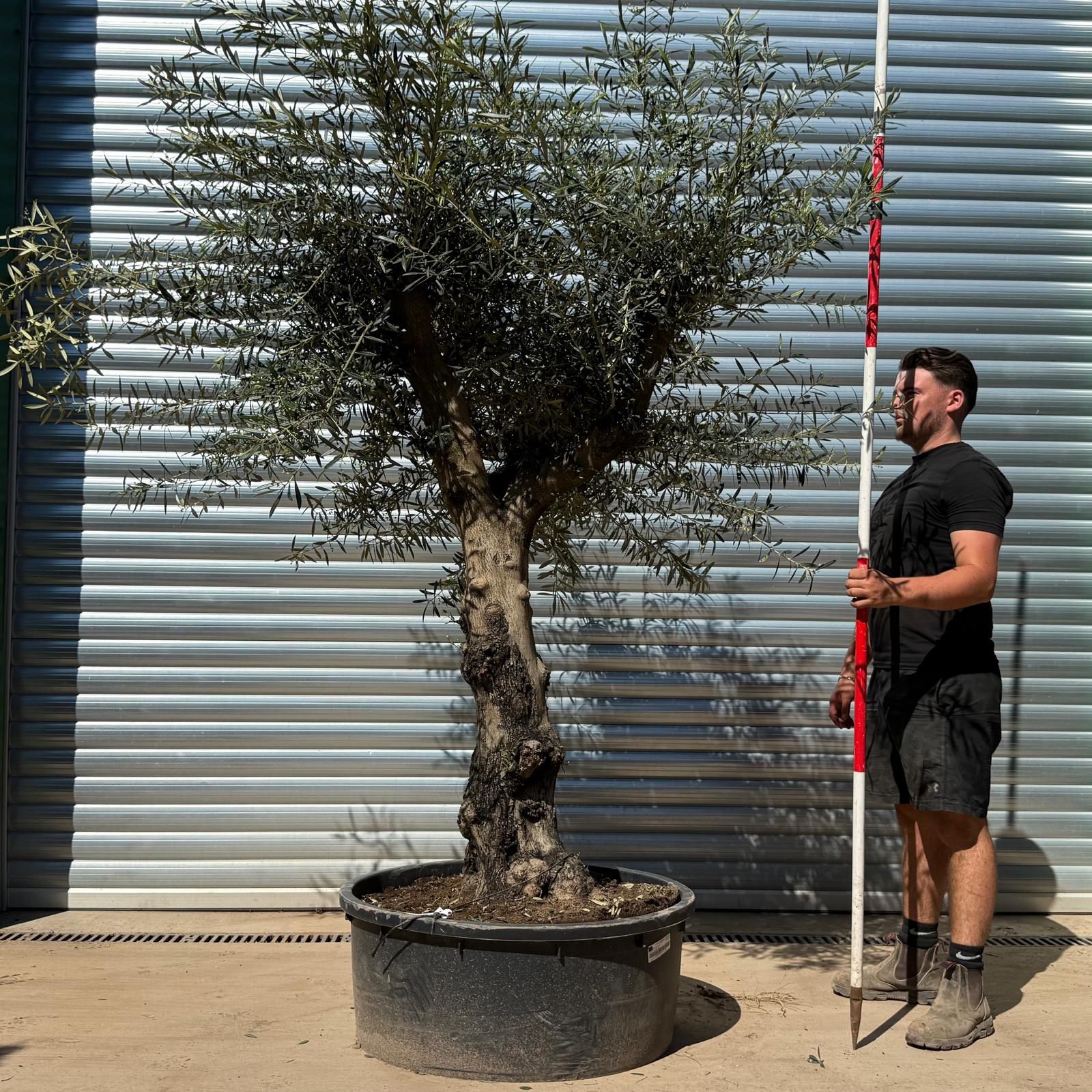 Olive Trees | Branched Olive Trees | 22297