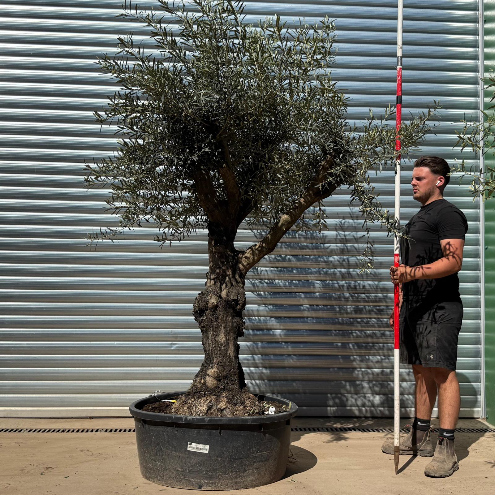 Olive Trees | Branched Olive Trees | 22298