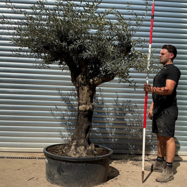 Olive Trees | Branched Olive Trees | 22299