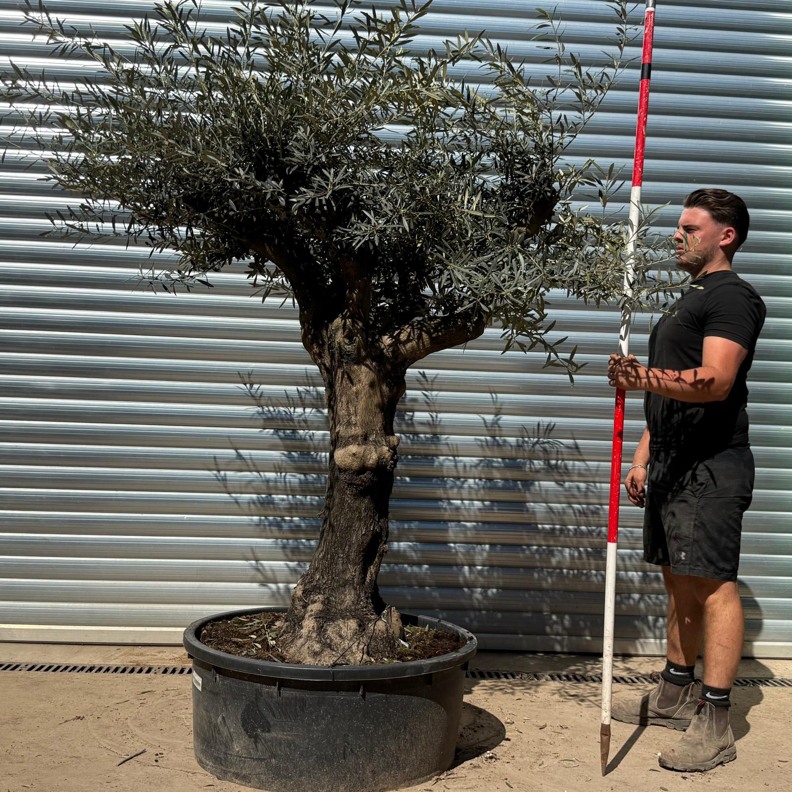 Olive Trees | Branched Olive Trees | 22299