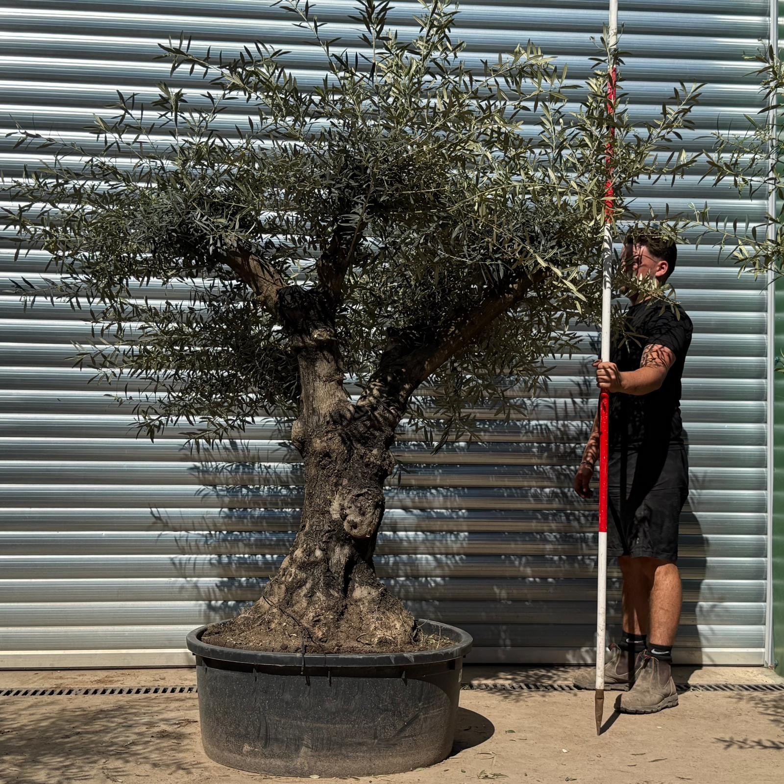 Olive Trees | Branched Olive Trees | 22300
