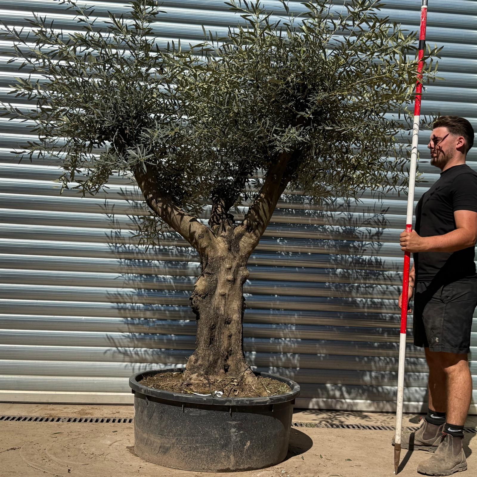 Olive Trees | Branched Olive Trees | 22301