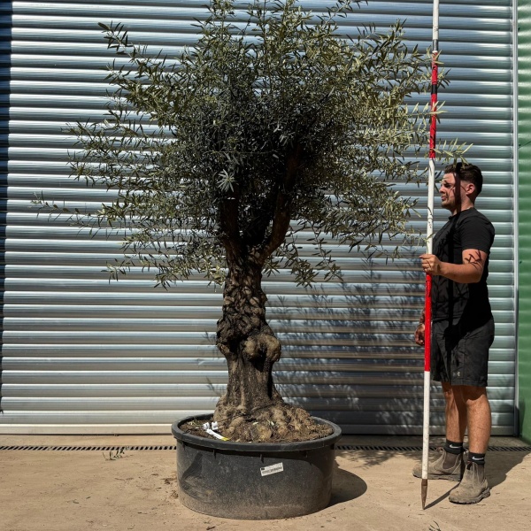 Olive Trees | Branched Olive Trees | 22302