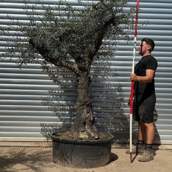 Olive Trees | Branched Olive Trees | 22303