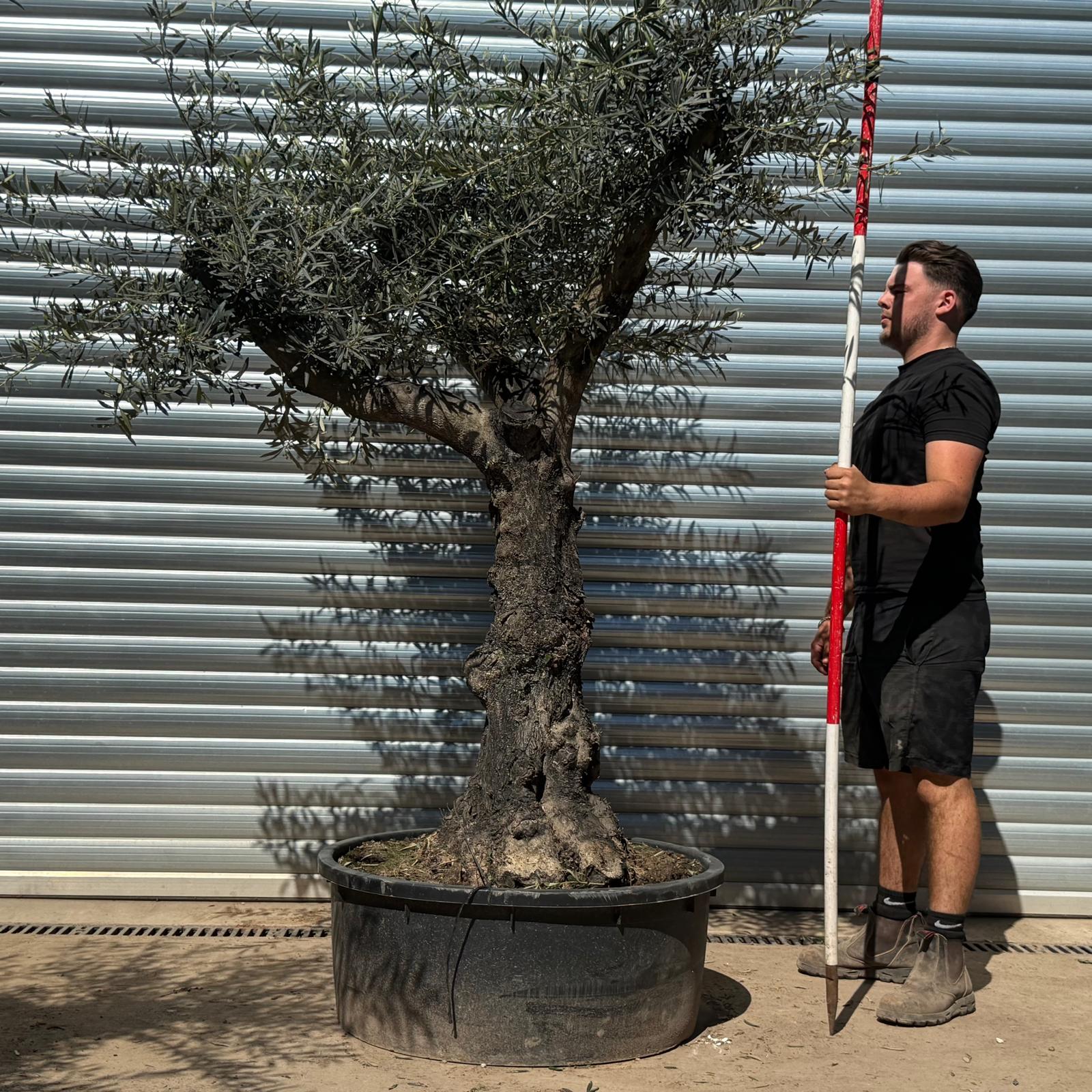 Olive Trees | Branched Olive Trees | 22303