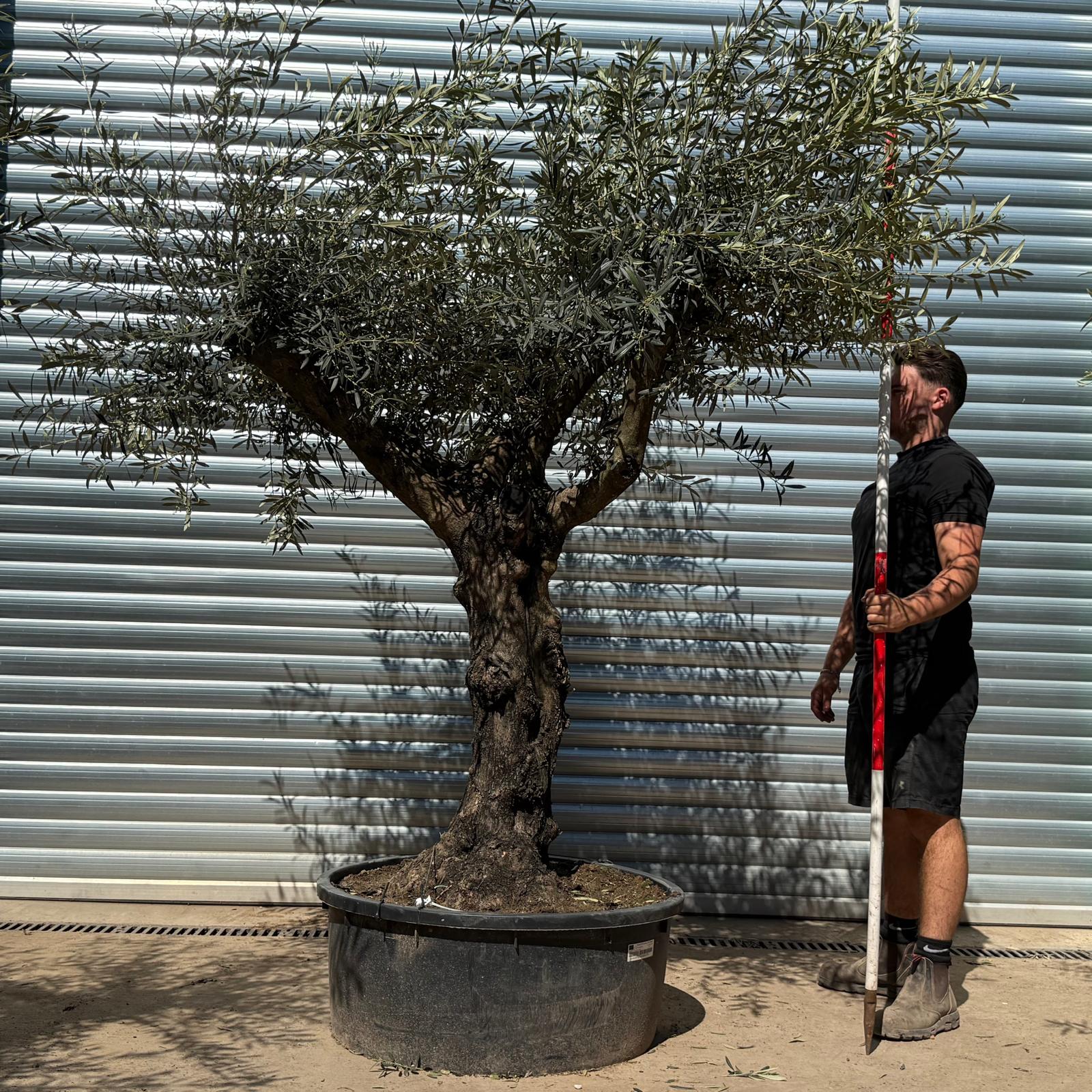 Olive Trees | Branched Olive Trees | 22304