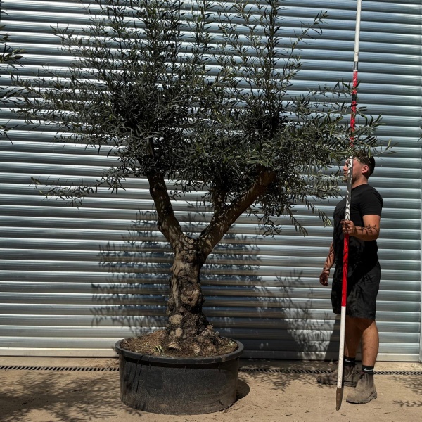 Olive Trees | Branched Olive Trees | 22305