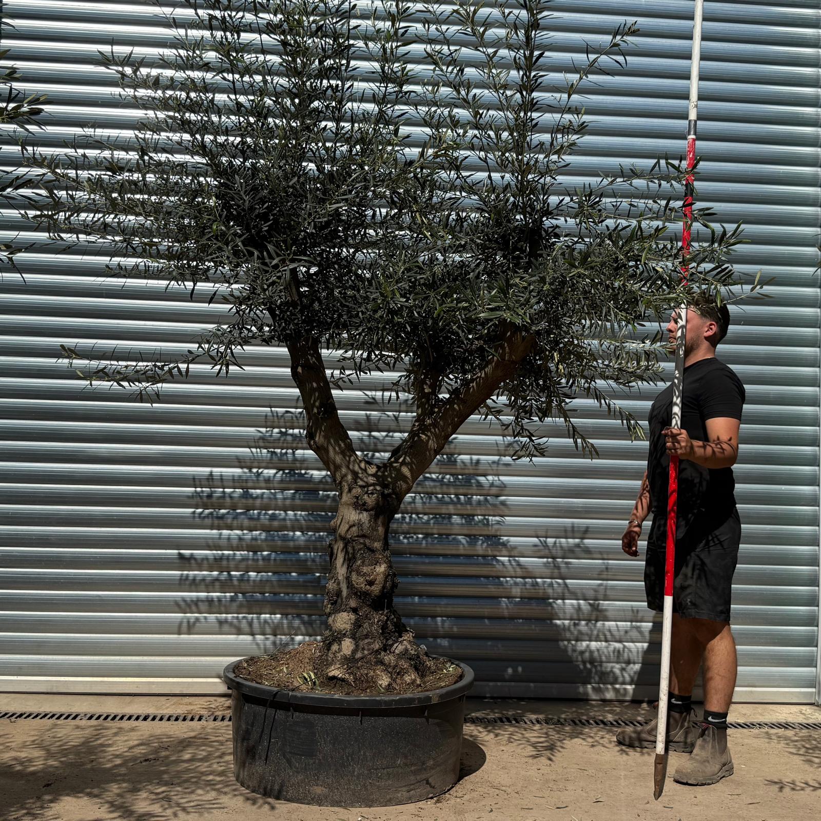 Olive Trees | Branched Olive Trees | 22305