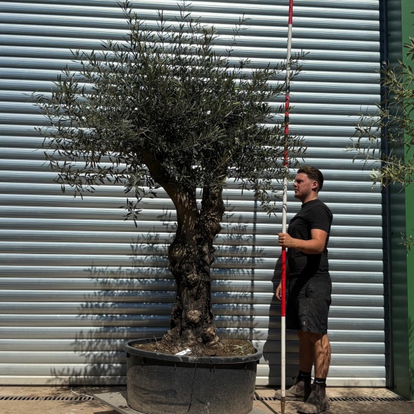 Olive Trees | Branched Olive Trees | 22306