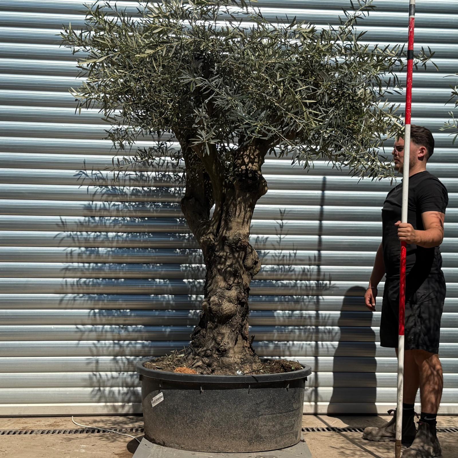 Olive Trees | Branched Olive Trees | 22307