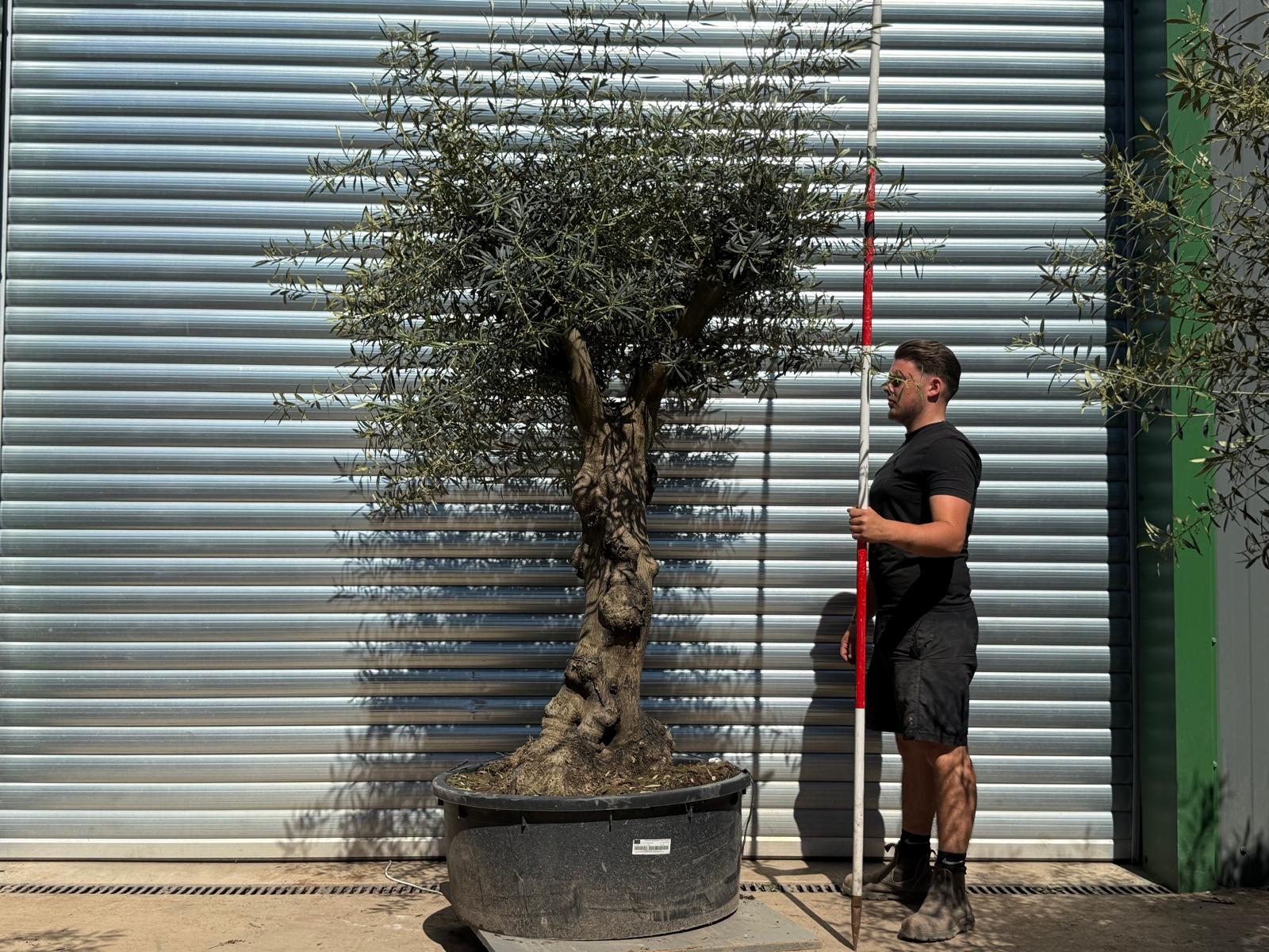 Olive Trees | Branched Olive Trees | 22308