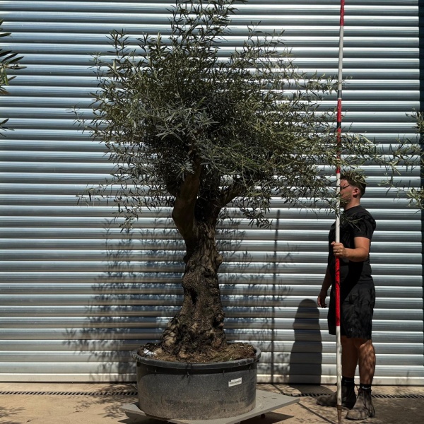 Olive Trees | Branched Olive Trees | 22309