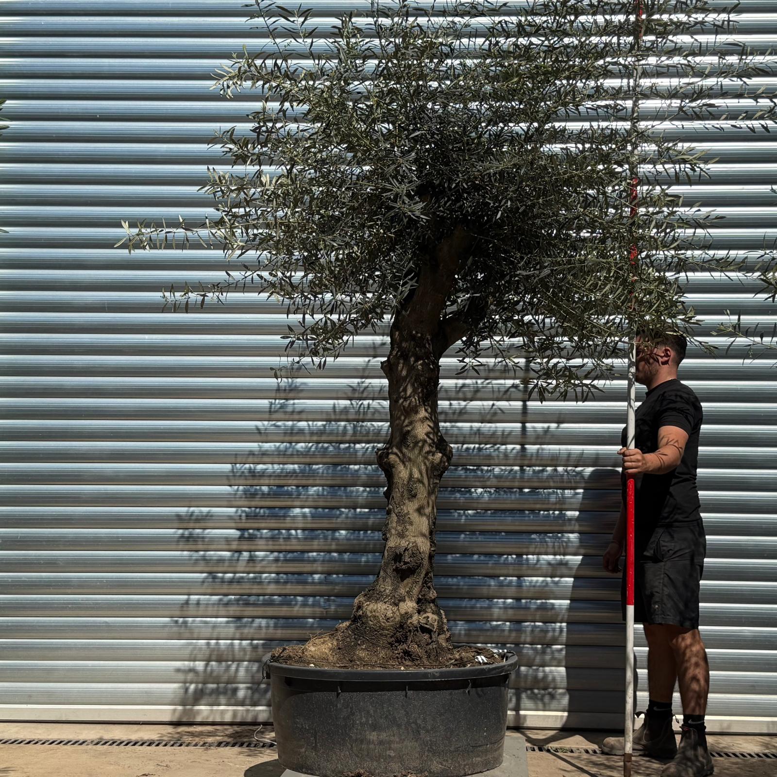 Olive Trees | Branched Olive Trees | 22310