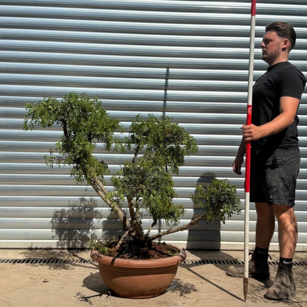 Pistachio Trees | Hardy Evergreen Pistachio | 22311