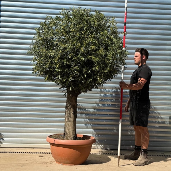 Olive Trees | Clipped Olive Trees | 22312