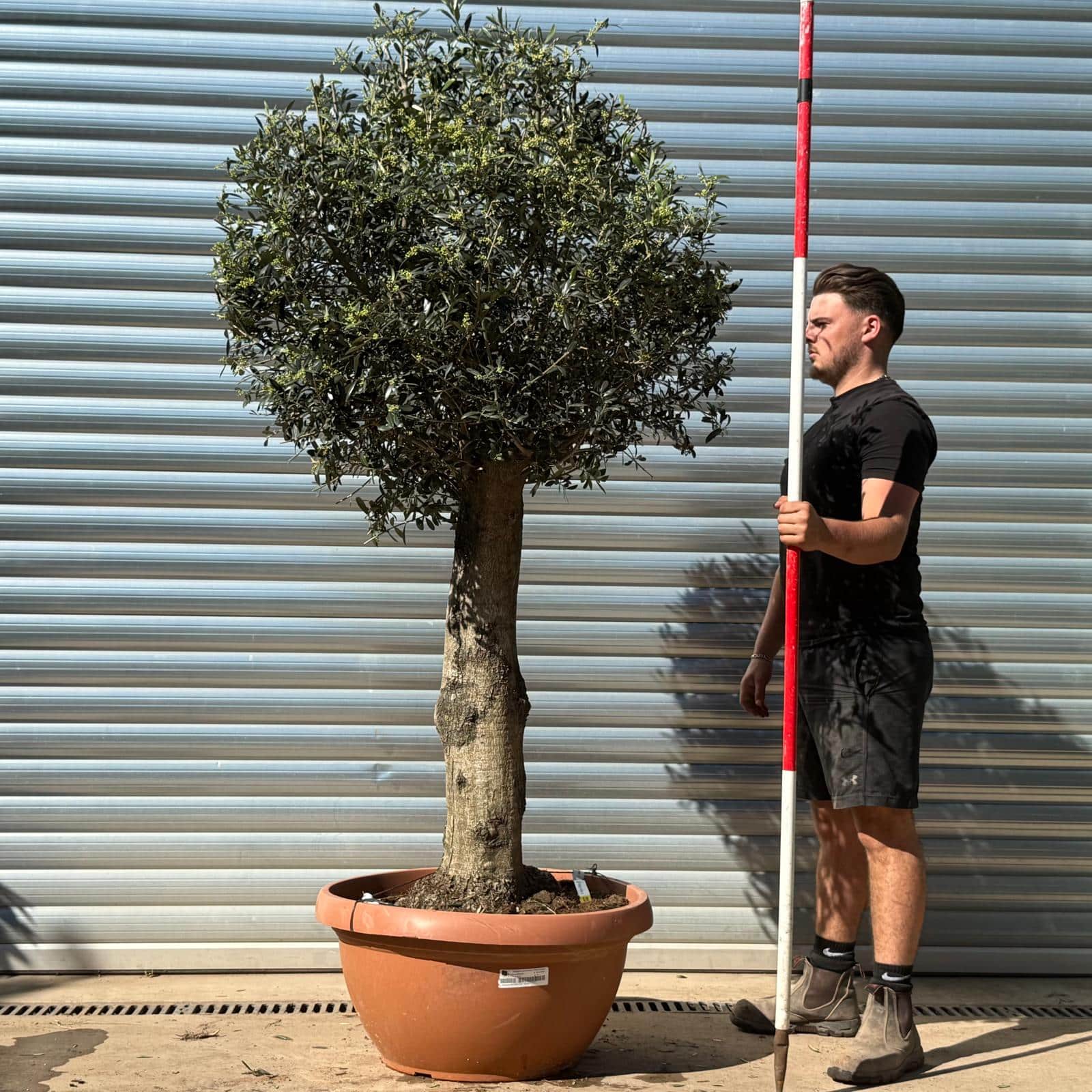 Olive Trees | Clipped Olive Trees | 22313