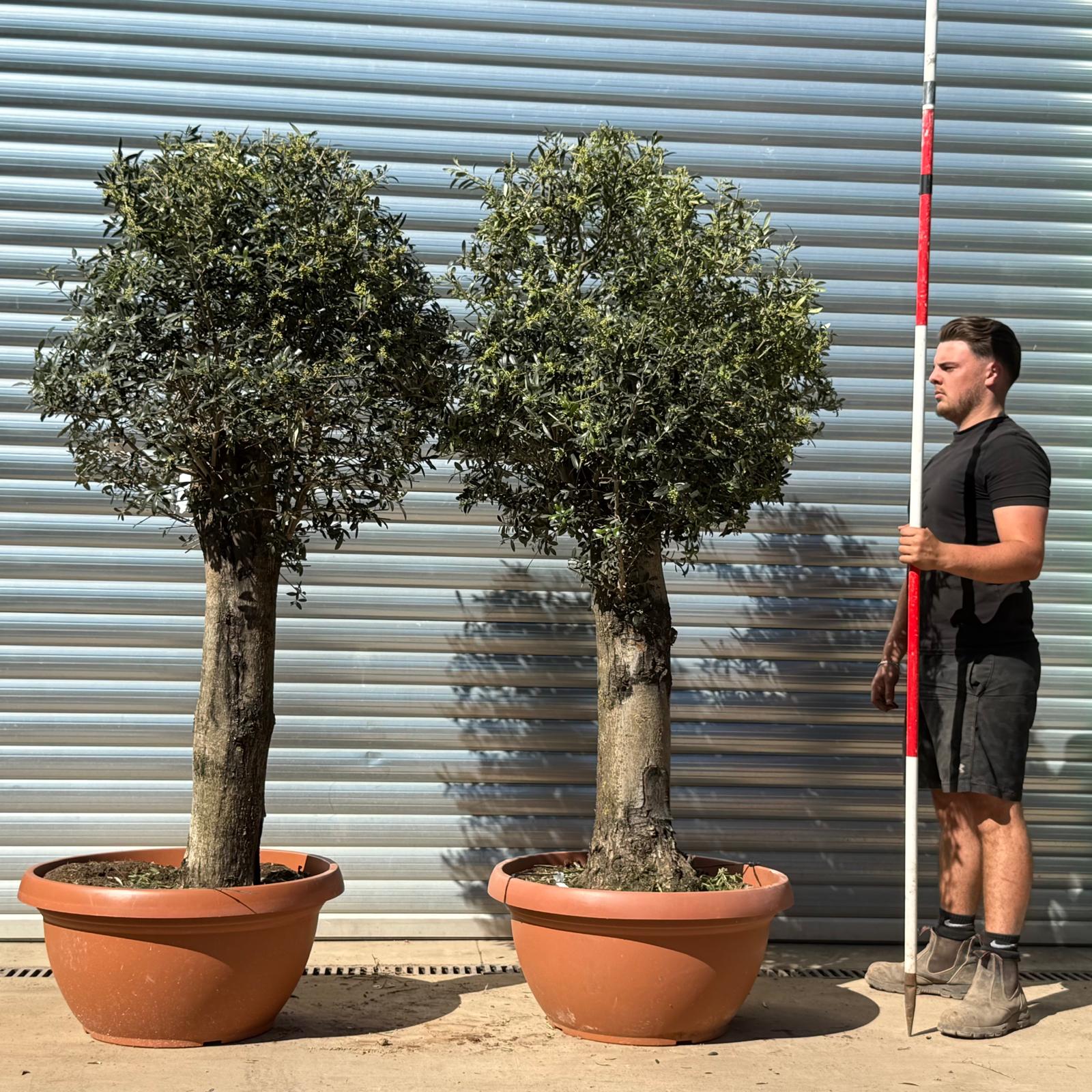 Olive Trees | Clipped Olive Trees | DUO 22314 15