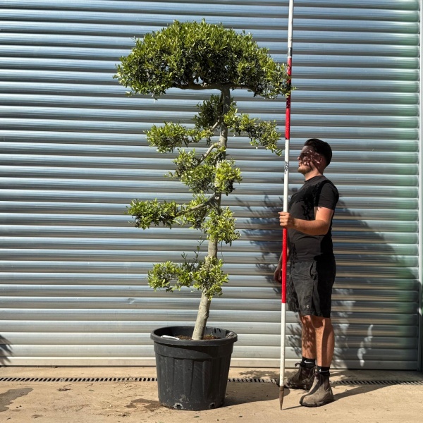 Olive Trees | Cloud Olive Trees | 22316