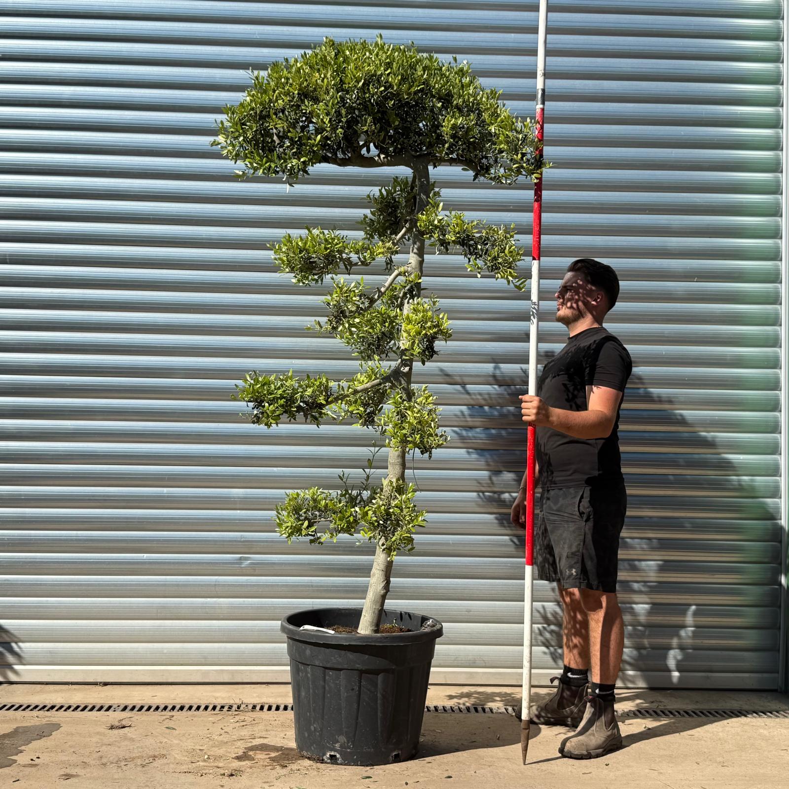 Olive Trees | Cloud Olive Trees | 22316
