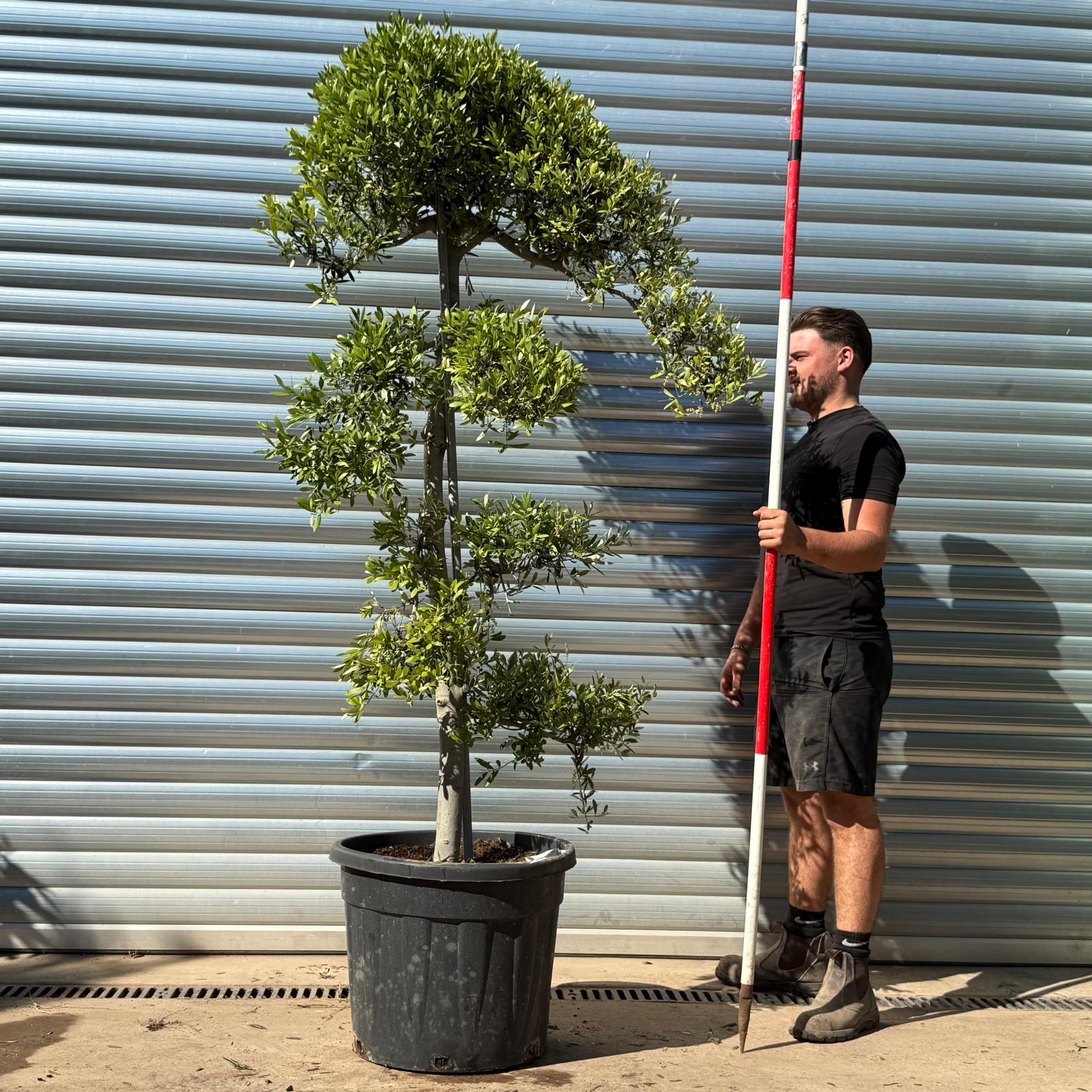 Olive Trees | Cloud Olive Trees | 22318