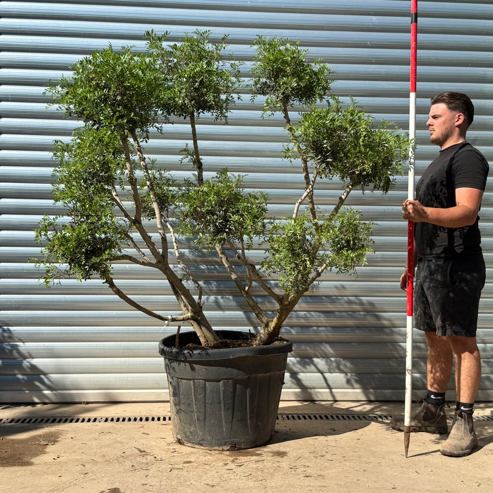 Pistachio Trees | Hardy Evergreen Pistachio | 22319