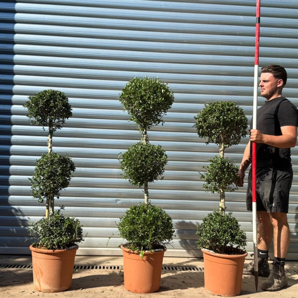 Olive Trees | Topiary Olive Trees | TRIO 22320 21 22