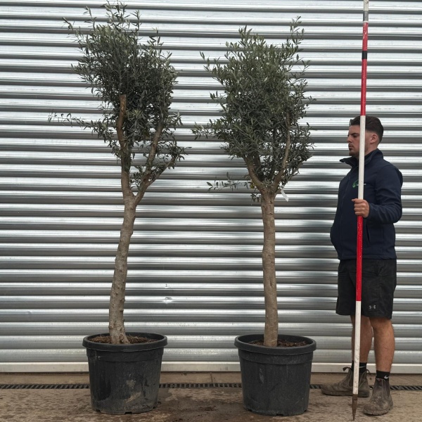 Olive Trees | Mature Olive Trees | DUO 22326 22178