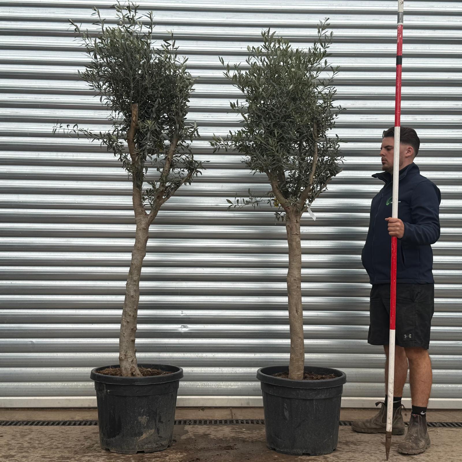 Olive Trees | Mature Olive Trees | DUO 22326 22178