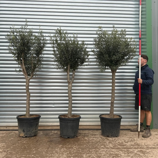 Olive Trees | Mature Olive Trees | TRIO 22329 31 32