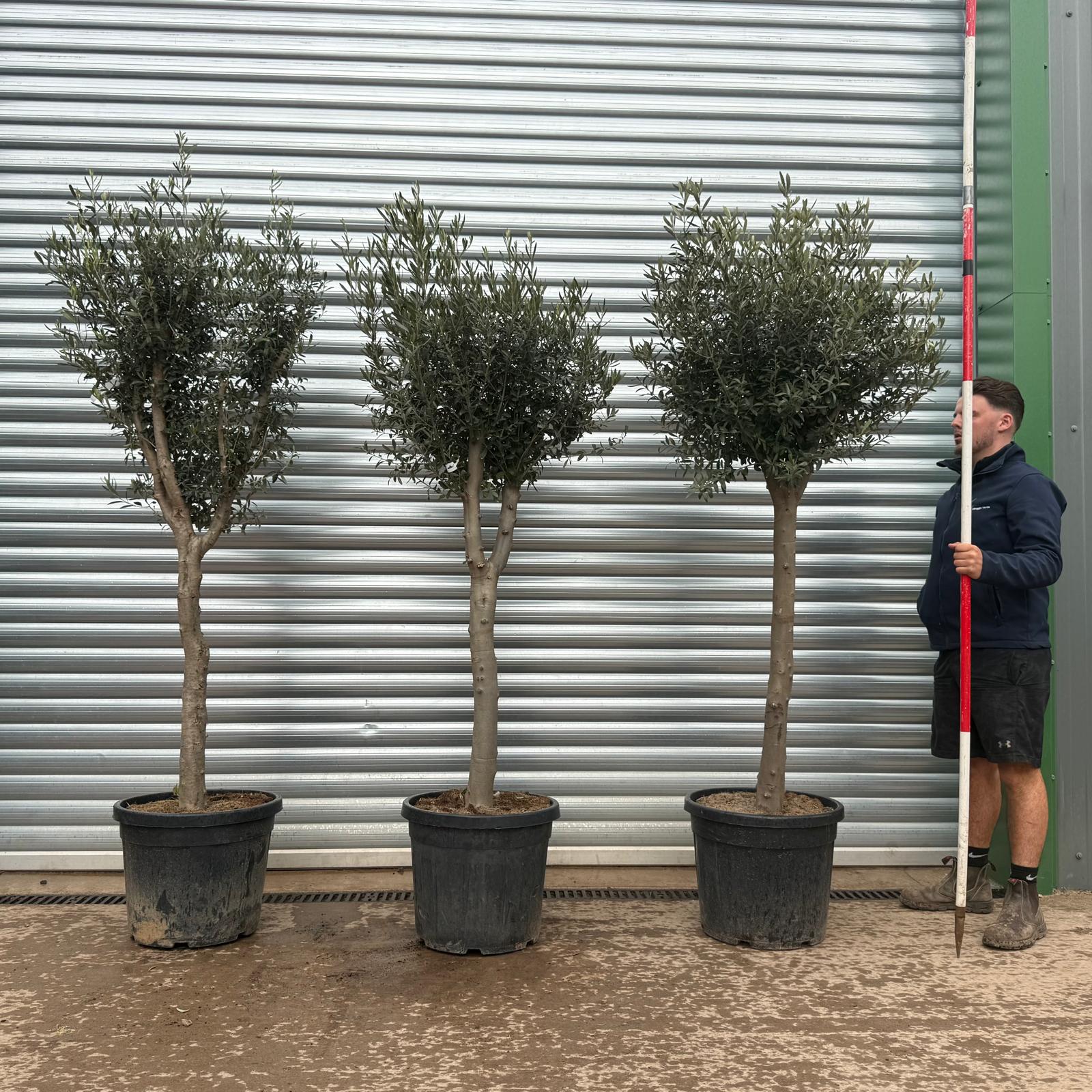 Olive Trees | Mature Olive Trees | TRIO 22329 31 32