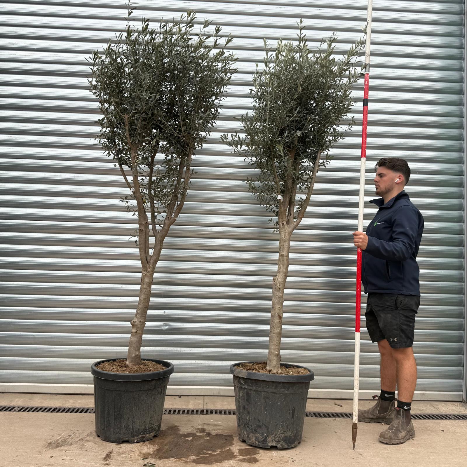 Olive Trees | Mature Olive Trees | DUO 22333 22175