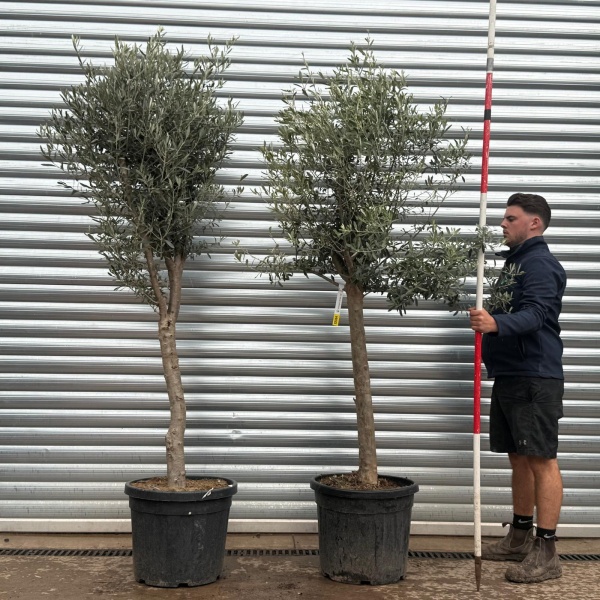 Olive Trees | Mature Olive Trees | DUO 22334 22328
