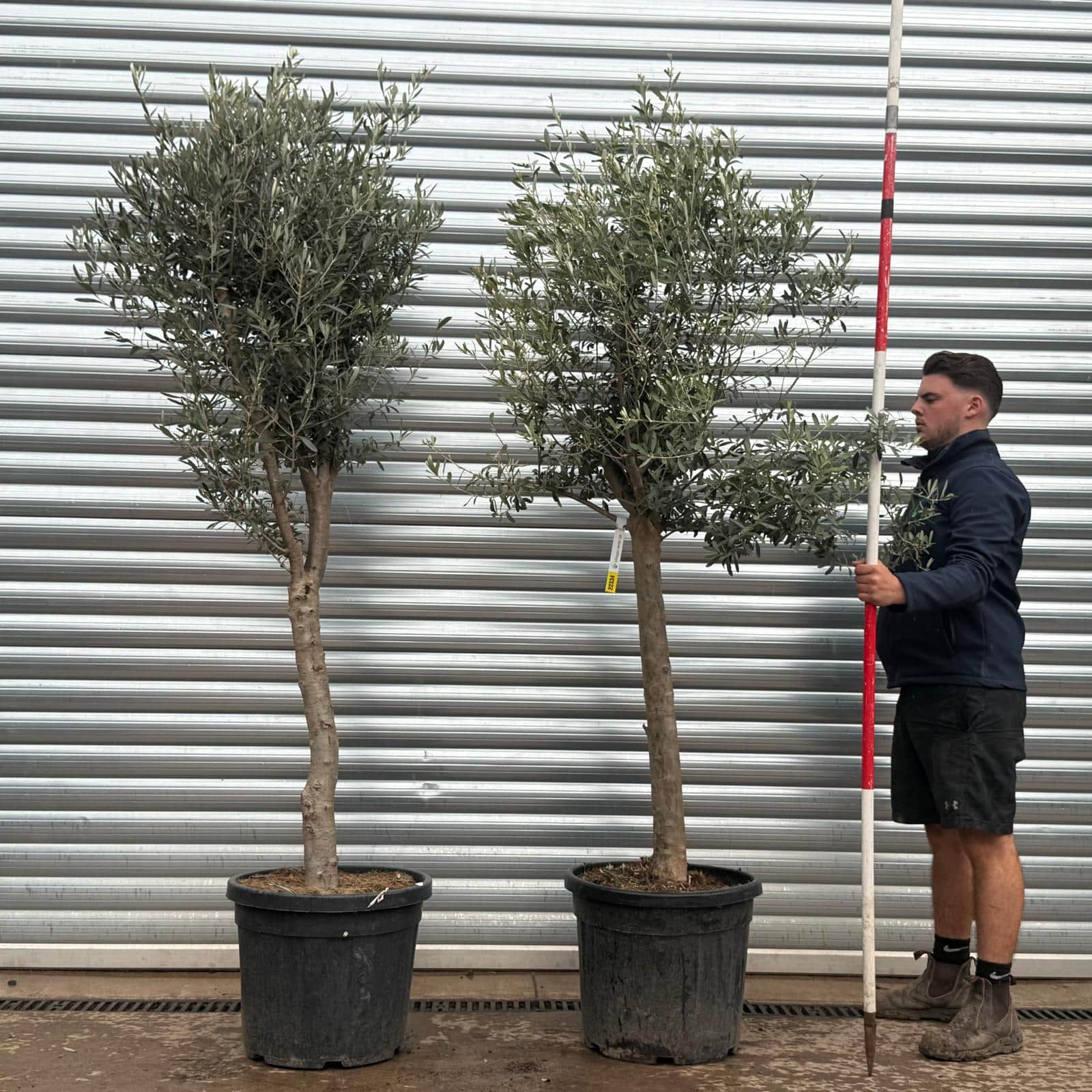 Olive Trees | Mature Olive Trees | DUO 22334 22328