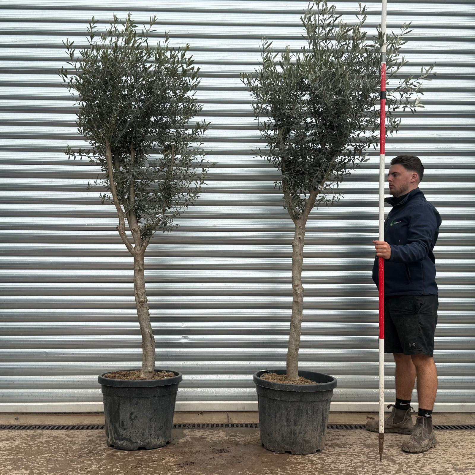 Olive Trees | Mature Olive Trees | DUO 22335 22324