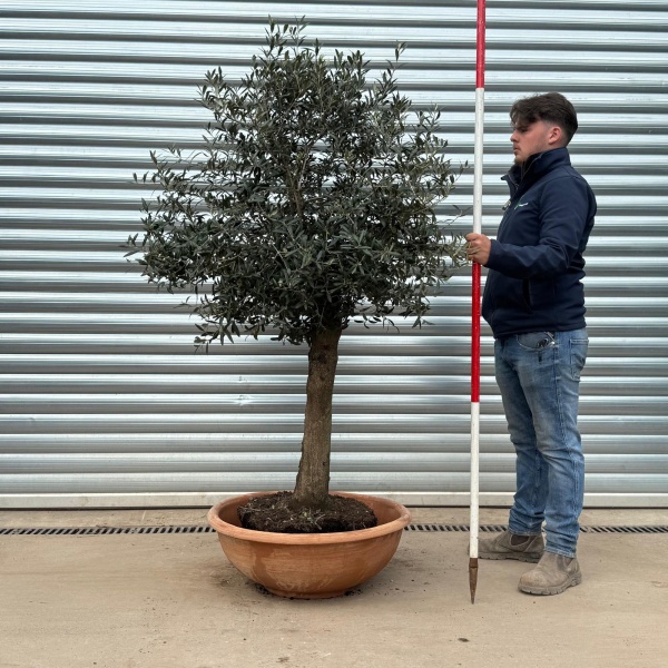 Terracotta Tuscan Pots | Bowl | 70cm Diameter