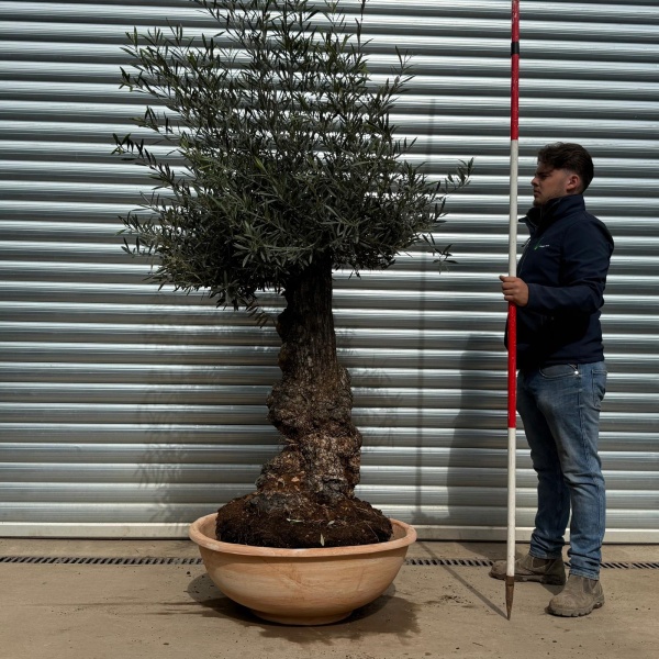 Terracotta Tuscan Pots | Terracotta Bowl | 80cm Diameter