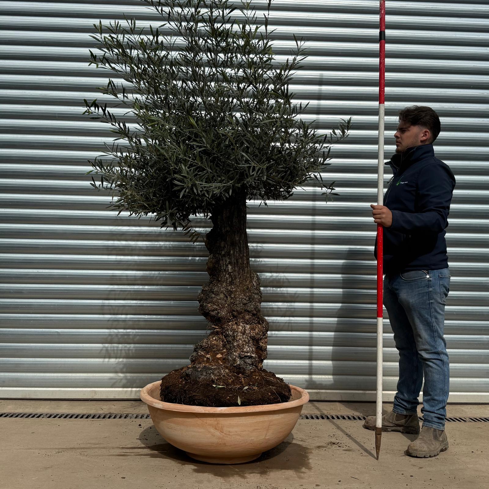 Terracotta Tuscan Pots | Terracotta Bowl | 80cm Diameter